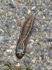 A prepupal Pussmoth caterpillar, seen in Cáceres.